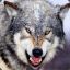 Canis Lupus