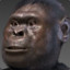 australopithecus afarensis