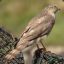 Sparrowhawk