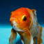 GiveaGoldfish