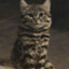 black-footed cat