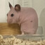 Naughty Hamster