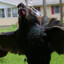 MonsterPigeon