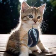 Mittsy - steam id 76561197961399481