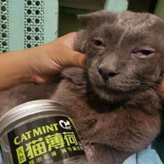 CAT MINT 猫薄荷