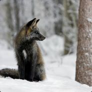 Deceitful-Fox avatar