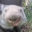 wombat