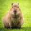 CapybaraSerg