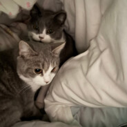 番薯榴莲柠檬茶