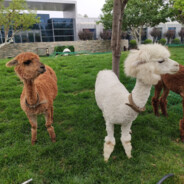 爆头精英CNCS的天才少年