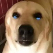 大狗哭了