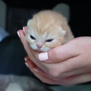 General Derpface's avatar