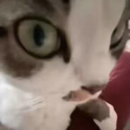 我妹怀孕了我要当爸了