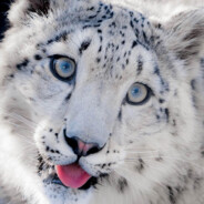 芝士雪豹麦旋风