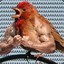 BirdSleaves
