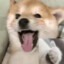 梭哈