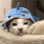 meow