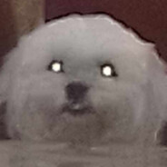 whowhywhatwhenwhere