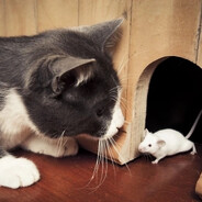 keno - steam id 76561199043427736