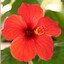 Vermilion