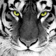 Alexandr - steam id 76561197961783800