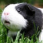 Chomper the Guinea Pig