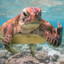 Turt