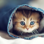 Catte_Mad2