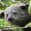 Dangerbinturong