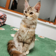 什么什么意思呀