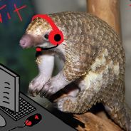 PetitPangolin