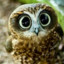 AHandsomeOwl