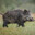 Pig of the Sounder