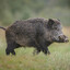 Pig of the Sounder