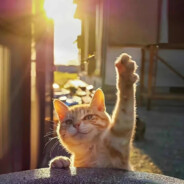 给你带来一点光的老六