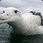 albatross