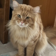 o会飞的大脸猫o