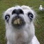 LAMA?