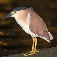 企鹅(在水边打七日杀版)