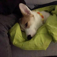 只是花店未开花