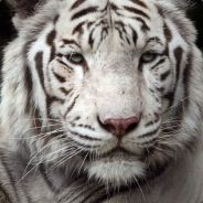Tigr - steam id 76561198016386705