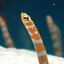garden eel