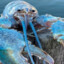 BLUE LOBSTER!!!