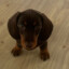 DobbiDuchshound