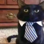 I.am.BUSINESS.cat