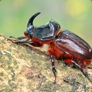 Avatar Жук Гоби