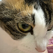 爆裂雷霆蜥蜴王