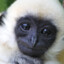 gibbon