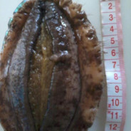 撑开御姐的扇贝