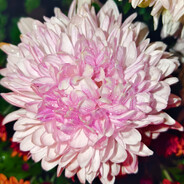 花开富贵，和气生财